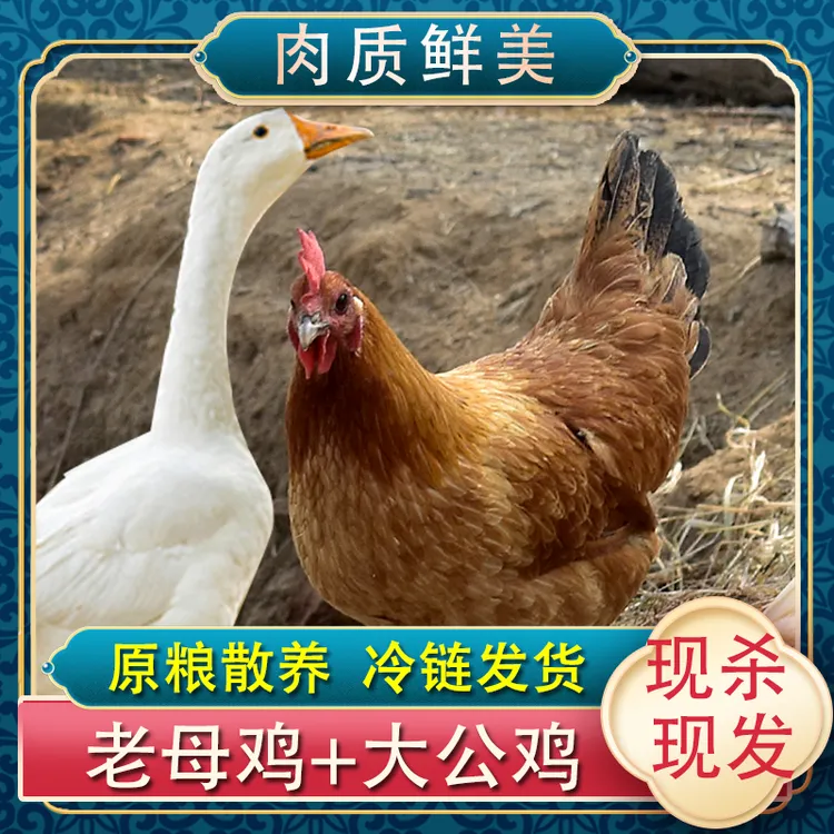 黄油老母鸡3只+赠1只大鹅4只净重11斤农家散养土鸡