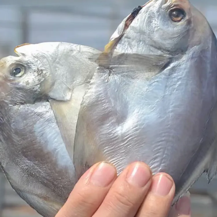 舟山流网船（银鲳鱼鲞）