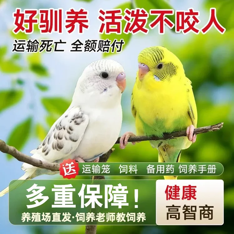 鹦鹉活鸟虎皮鹦鹉鸟类小鸟手养宠物小型鹦鹉可上手