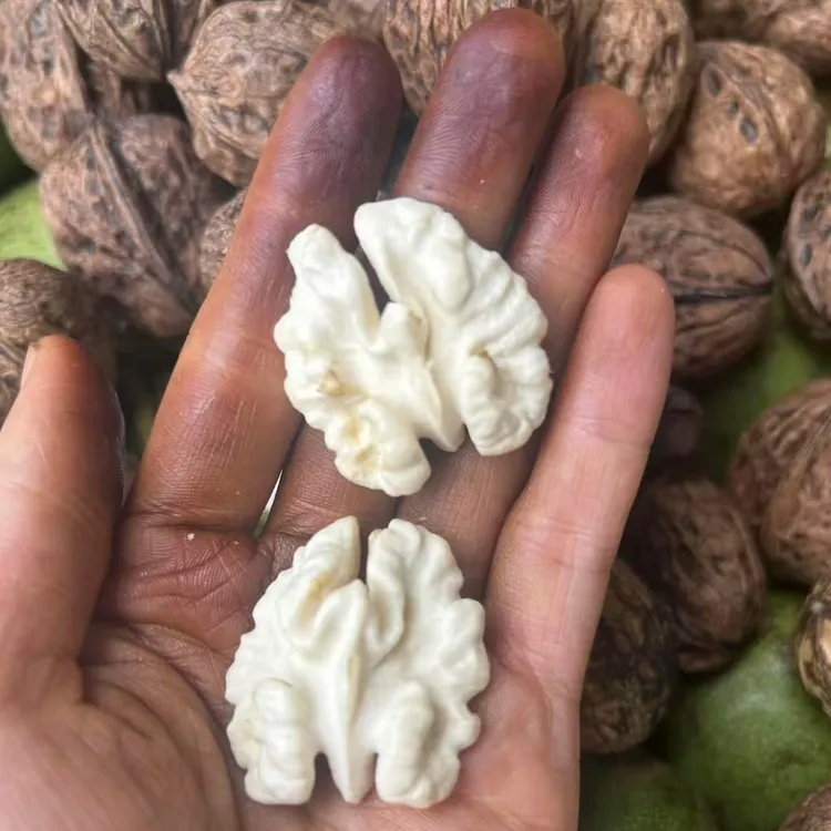 高山老树湿核桃，新鲜核桃