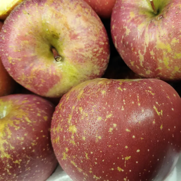 云南昭通脆甜丑苹果新鲜现摘冰糖心红富士苹果
