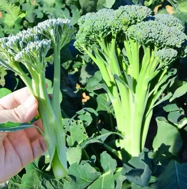 云南新鲜西兰苔芥兰花菜现摘现发新鲜蔬菜产地直销