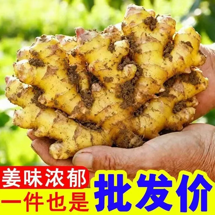 云南文山新鲜现挖高山种植黄姜带泥生姜老姜农家自种