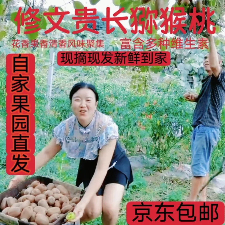 贵州修文贵长猕猴桃应季现摘新鲜酸甜美味营养C位香甜多汁果肉