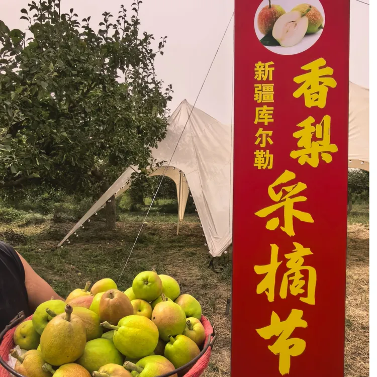 正宗新疆库尔勒香梨现摘新鲜上市皮薄脆甜多汁水果中秋礼品