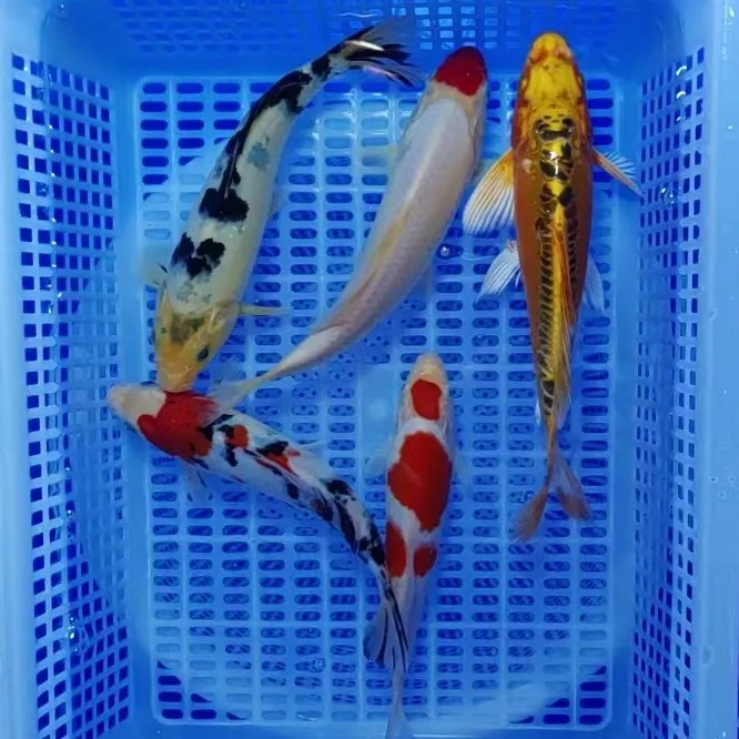 锦鲤活鱼观赏鱼纯种冷水鱼淡水鱼好养耐活花色多样招财鱼2条