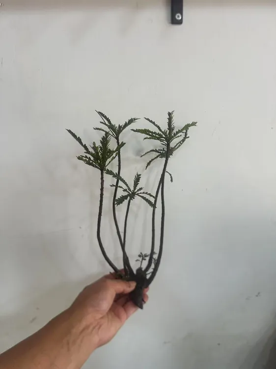 海岛叶下珠盆景假山摆件水培绿植盆栽随机发