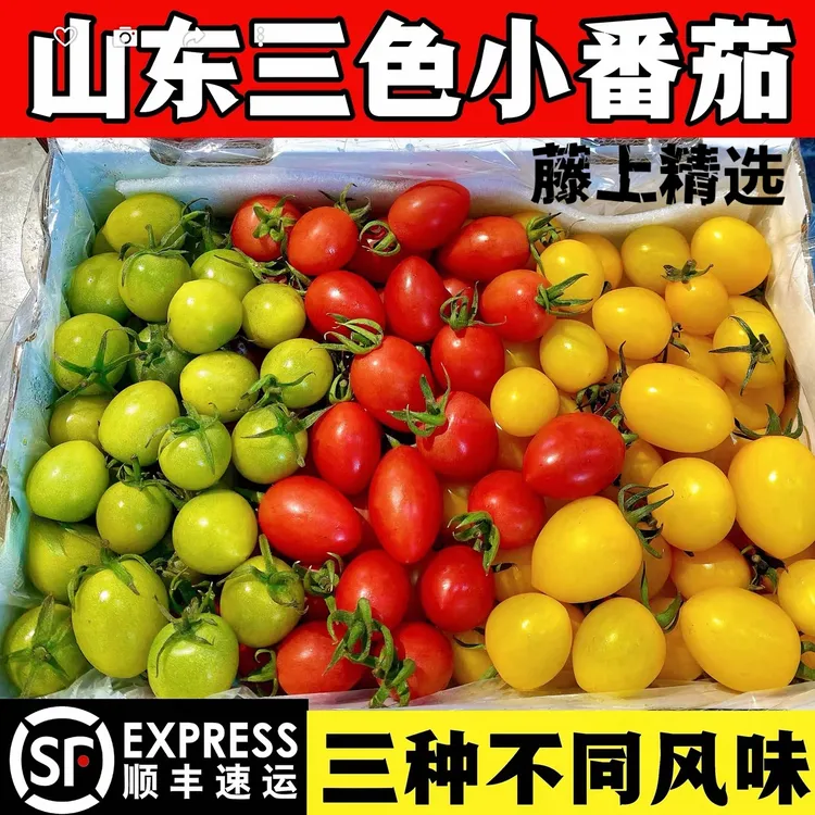 寿光现摘三色小番茄新鲜水果红黄绿圣女果青口蜜阳光贝贝圣女果