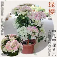 盆苗【绿樱】三角梅四季勤花好养易活运输轻微掉花正常现象