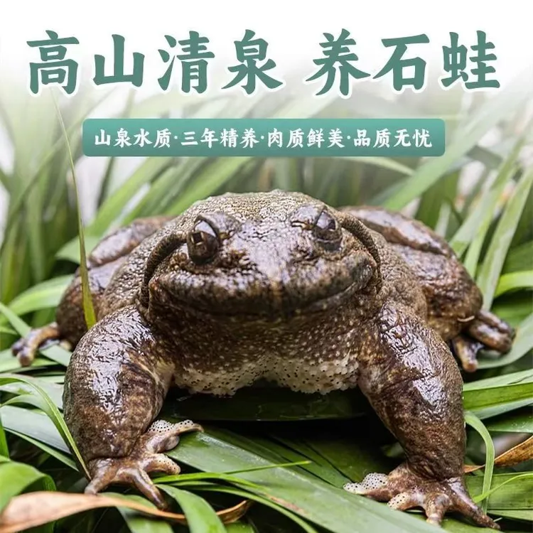 福建南平鲜活泉养大山石蛙石林石洞孩子学走路月子补品一斤3只