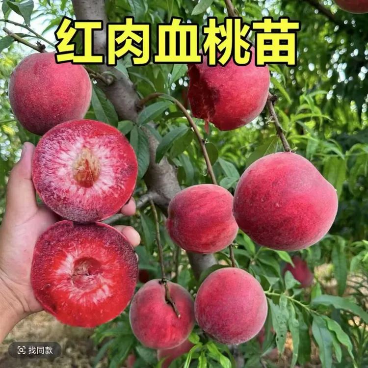 a血桃果树苗云南直发南北方均可种植阳台盆栽庭院地载