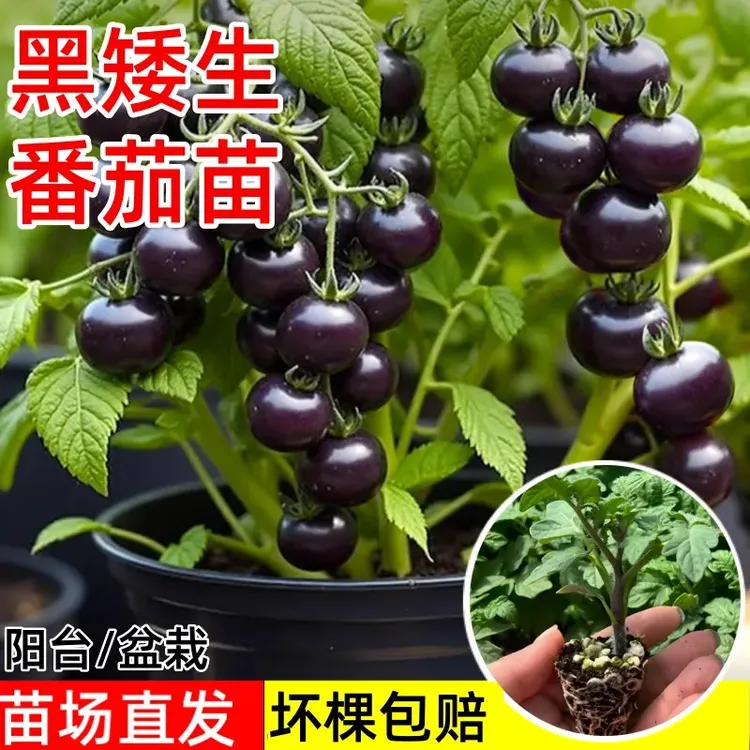 矮生黑番茄阳台盆栽黑珍珠番茄秧苗圣女果小西红柿黑樱桃番茄四季