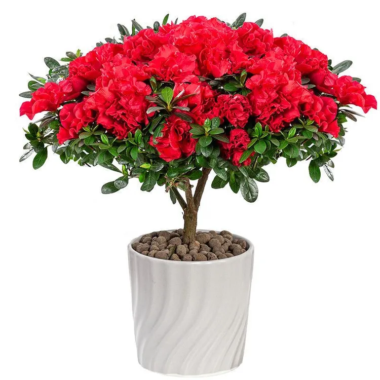 红色杜鹃花盆栽带花苞四季开花植物室内阳台花卉