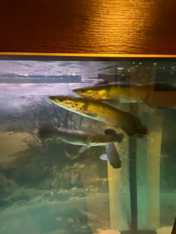 巨骨鱼，健康活跃玩家饲养长大 同城 顺风车可拍