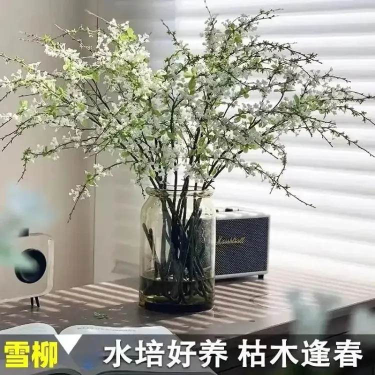 雪柳盆栽水样开花水培雪花植物花卉遇水枯木室内蓬绿植商品图