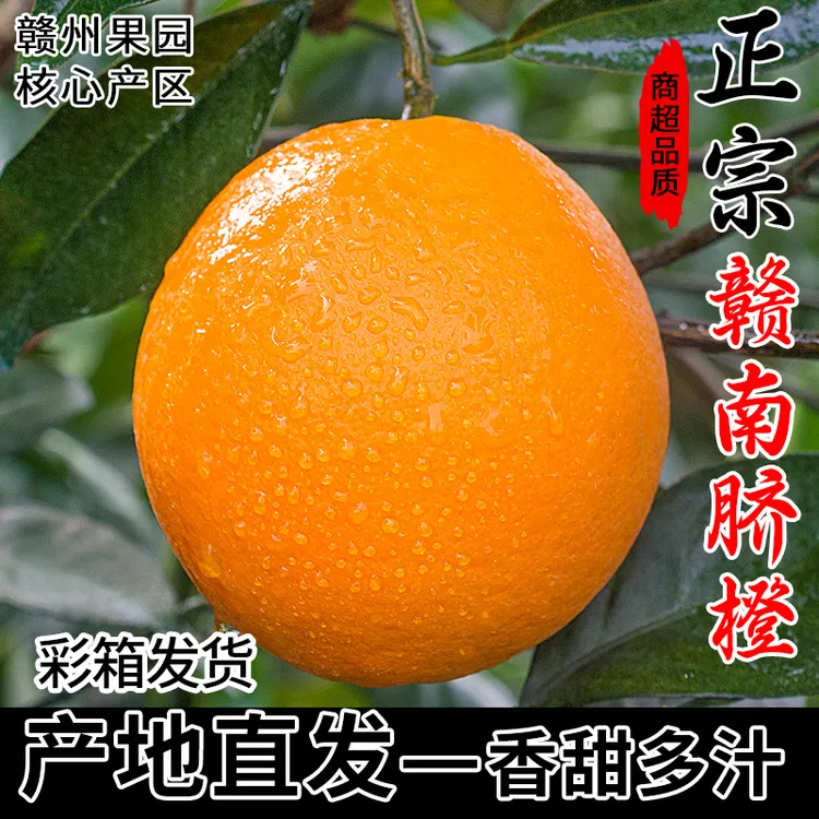 正宗赣南脐橙江西赣州直发手剥赣州橙子新鲜农家甜橙纽荷尔橙水果