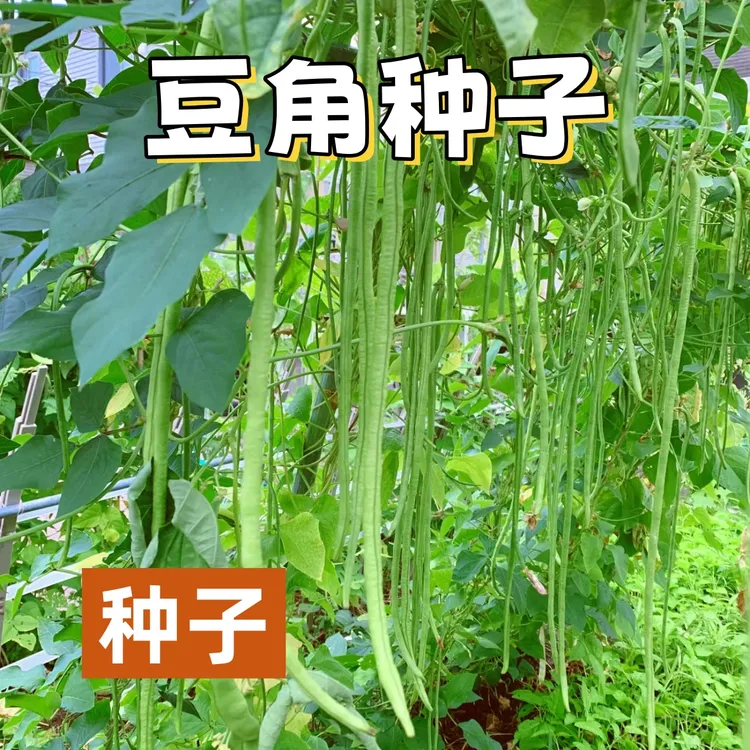 春秋长豆角种子种植901长豇豆蔬菜家庭菜园种豆橛子