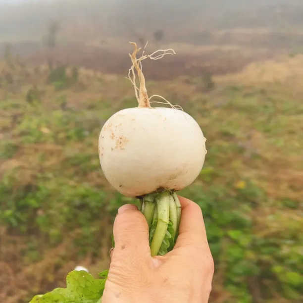 贵州高山新鲜萝卜现挖春不老圆萝卜可炖汤炒菜泡菜的蔬菜煲汤萝卜