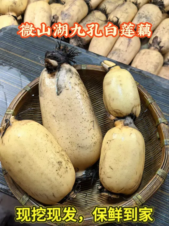 【面藕】微山湖正宗九孔白莲藕现挖现发新鲜到家保证不泡藕新鲜现挖