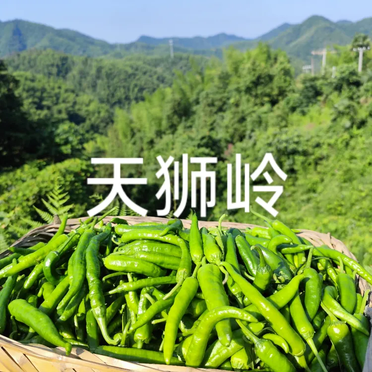 老品种薄皮青椒湖南品种微辣软糯新鲜采摘适合炒肉的虎皮辣椒