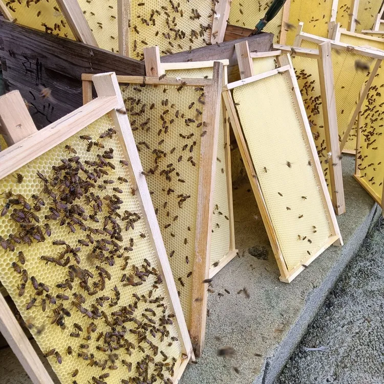 中蜂代造巢脾纯蜂蜡养蜂工具新手繁殖巢框蜜蜂巢脾深房巢皮