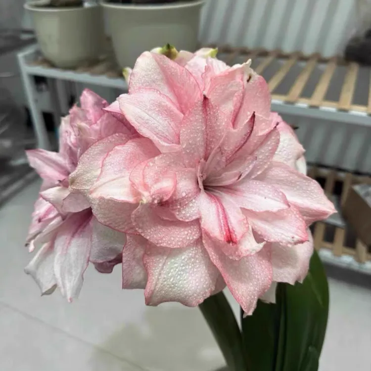 杂交朱顶红思美人，默认花叶，出侧球，裸球水苔保湿发货