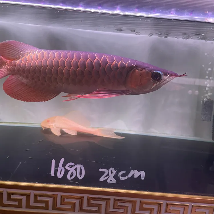 观赏鱼印尼大湖血红龙，28cm图片这条鱼对视频发货，一对一