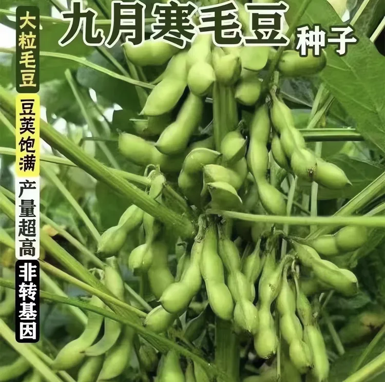 （拍2发3）大粒九月寒晚熟毛豆种子高产鲜食重阳豆菜用毛豆蔬菜种子