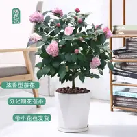 带花苞送棱形盆【基地直发】香妃茶花盆栽室外重瓣大花浓香