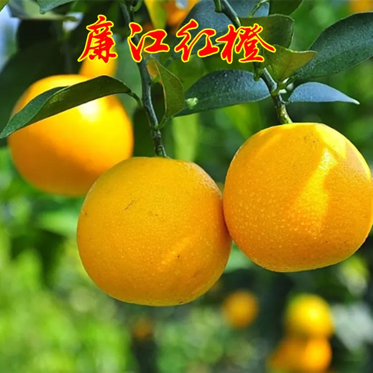 甜橙树苗红光橙树苗红江橙苗嫁接廉江红橙红江橙子果苗