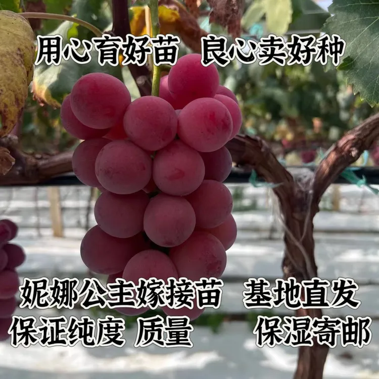妮娜公主葡萄苗   （贝达嫁接）  玉海苗木