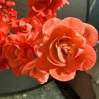 【凤之舞】稀少海棠盆景老桩 带花芽春节前后开花