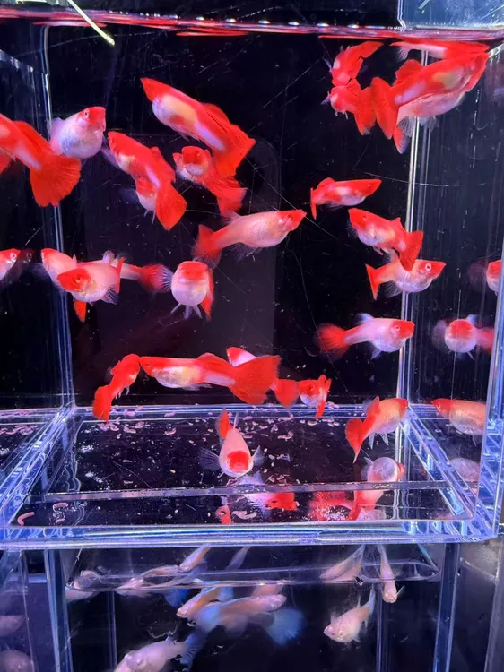 鸿运当头孔雀鱼 小型热带观赏鱼 母鱼 3+cm 公鱼 2-3cm 压成鱼  