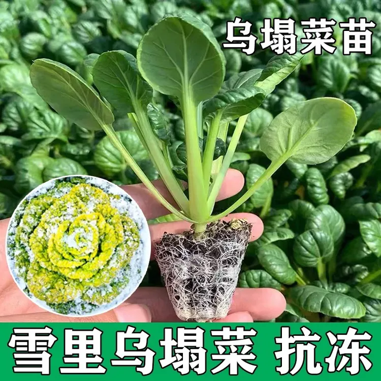 乌塌菜菜苗高钙耐寒养心蔬菜庭院阳台四季可栽种种苗黄心乌塌菜苗