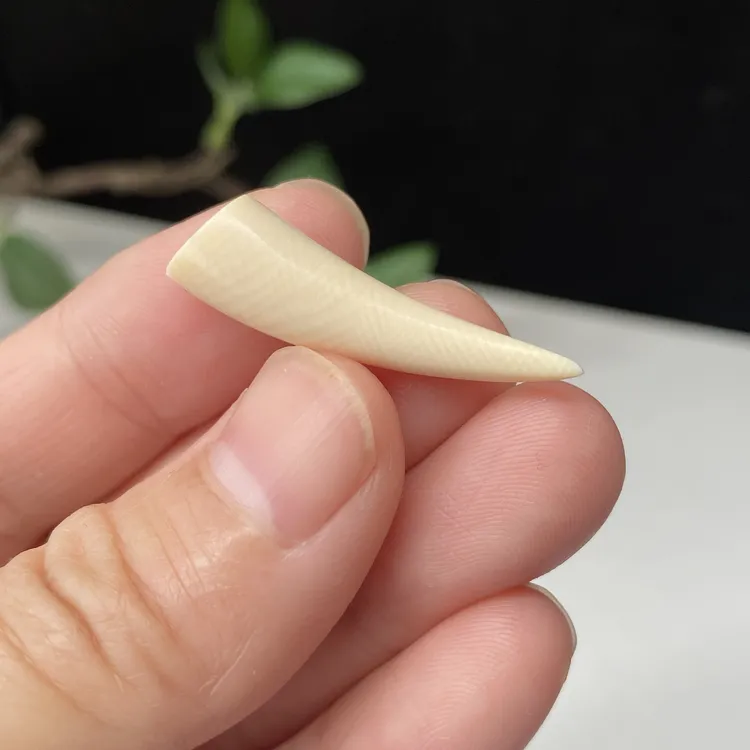 Y11天然猛犸牙尖支持鉴定一物一图假一罚三