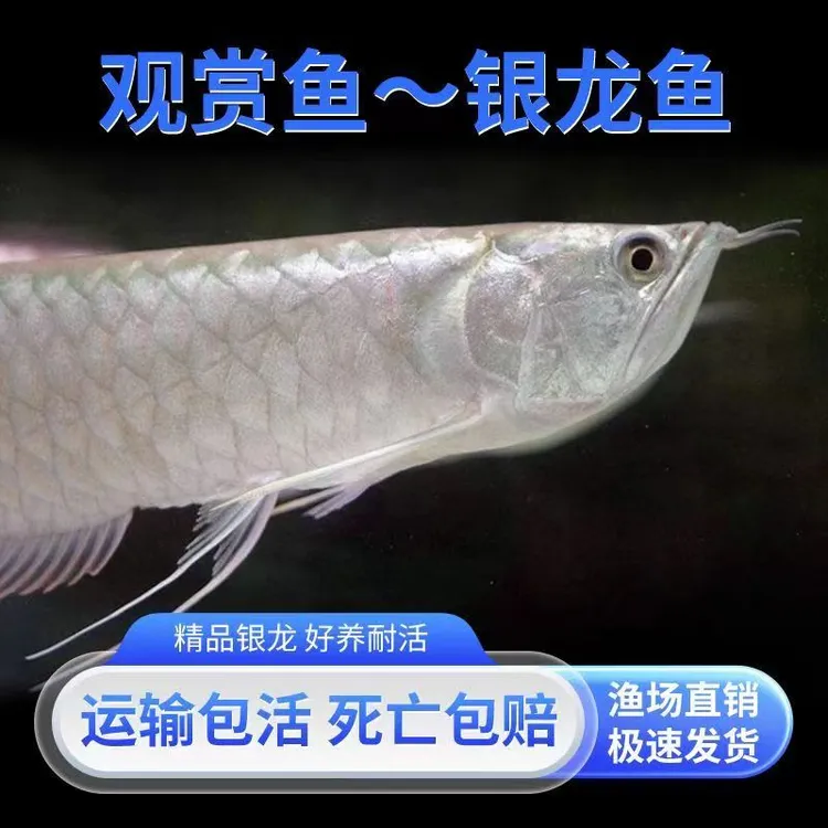 银龙鱼活鱼苗热带观赏鱼中大型血鹦鹉招财鱼地图皇冠双须巨舌鱼