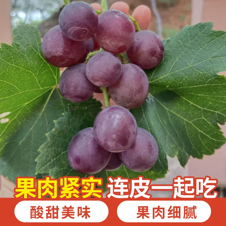 山东巨峰葡萄正宗葡萄整箱冷链团购批发新鲜葡萄冷藏产地直发