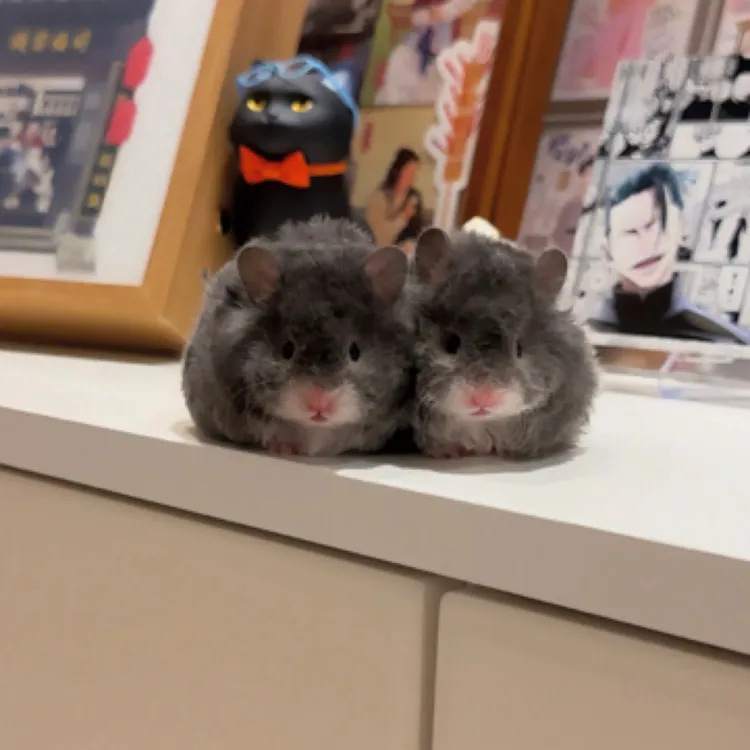 家养可爱波利长毛卷毛金丝熊宠物仓鼠