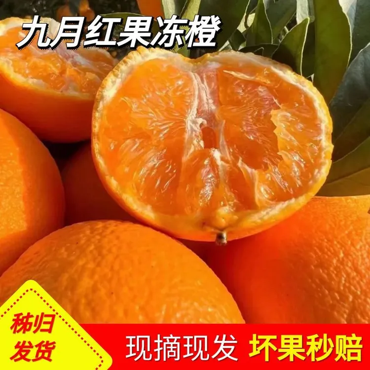 秭归九月红果冻橙现摘新鲜多汁薄皮应季时令水果整箱产地直发橙子