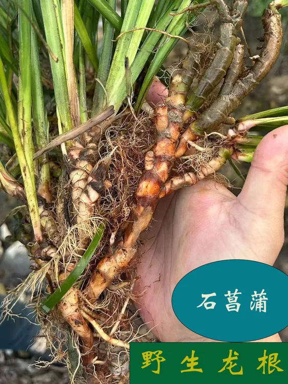 秦岭石菖蒲菖根水培盆栽中药材四季可盆栽正宗原生态石菖蒲新鲜