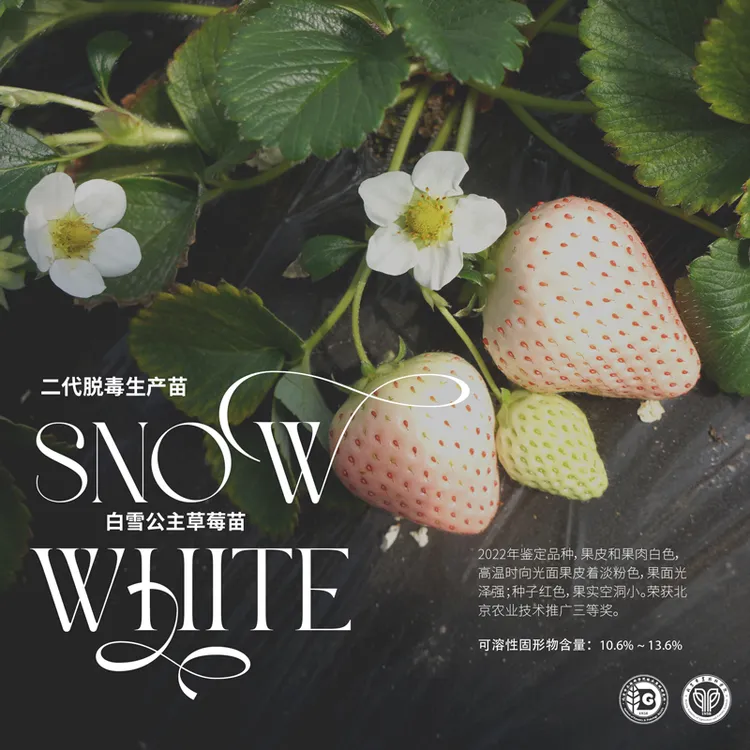 农科院草莓苗淡粉白草莓白雪公主二代脱毒苗生产繁育阳台水果秧苗