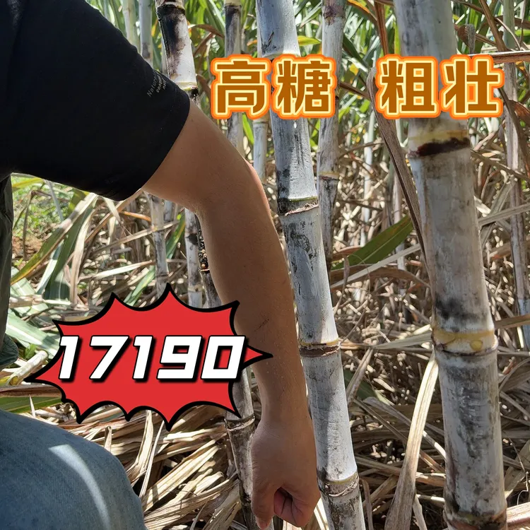 17190  高产高糖 杆子粗壮 适应性强