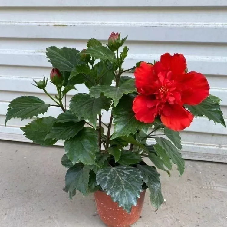 重瓣扶桑花苗四季开花红色粉色橙色庭院盆栽室内阳台花苗好养易活