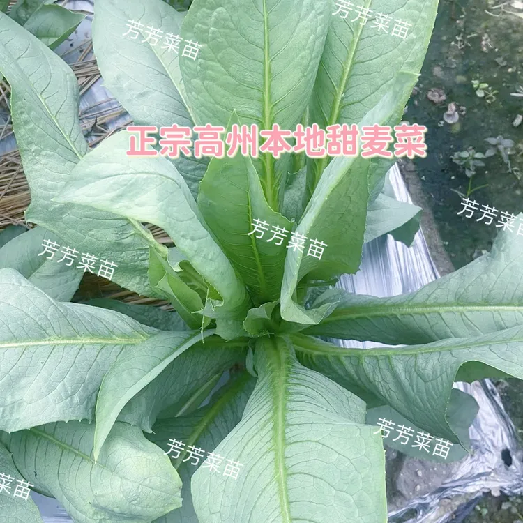 正宗广东高州甜麦菜菜苗新鲜蔬菜接骨草香甜脆嫩现拔现发带泥发货