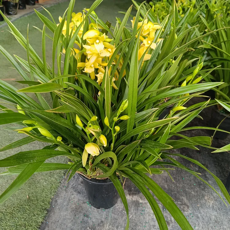 金黄色大花小神童兰花浓香型室内阳台好养绿植花卉盆栽带花多花剑