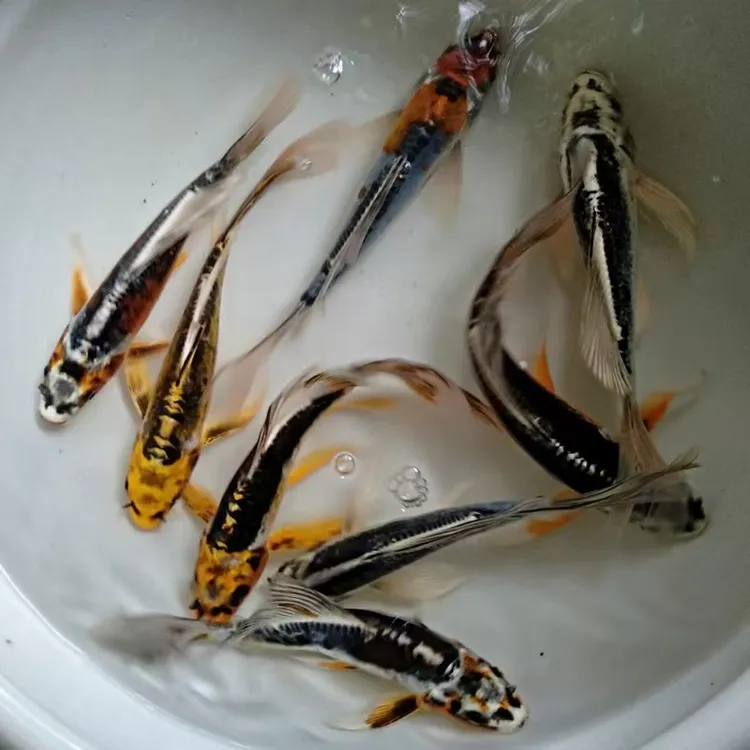 冷水好养易活德系孔雀红白火鲤彩龙松叶混搭观赏鱼