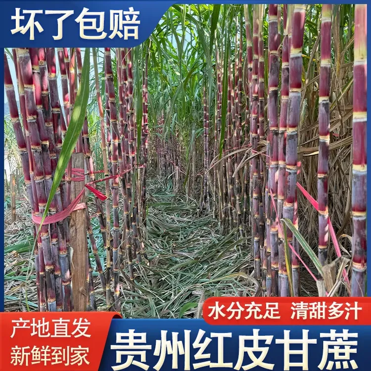 贵州新鲜红皮甘蔗脆皮甘蔗脆甜可口现砍现发带皮甘蔗当季水果