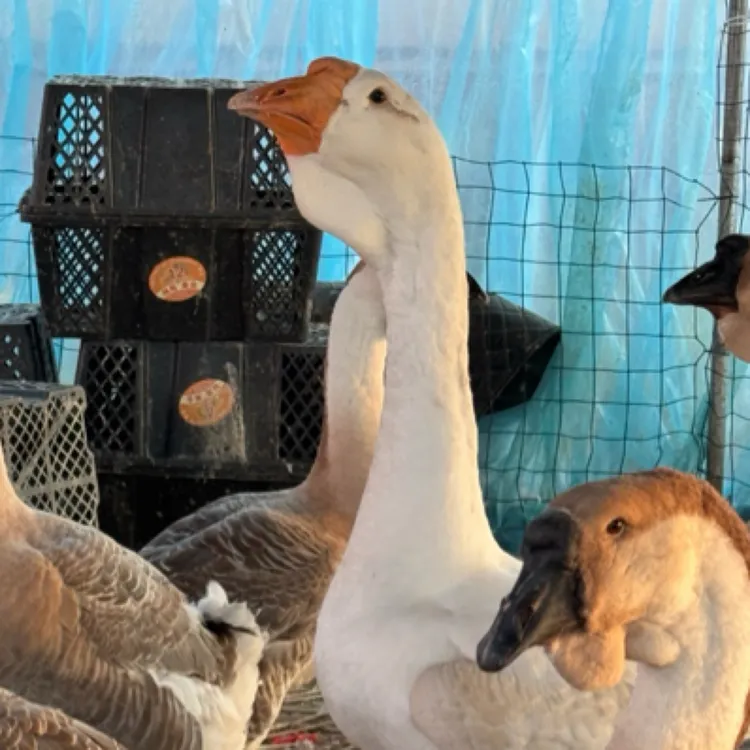 多美丽特大种狮头鹅12-13斤鲜活鹅肉顺丰包邮