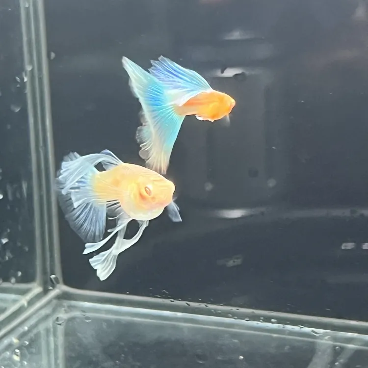 精品天空蓝蓝白绣球（无开箱视频不包损）