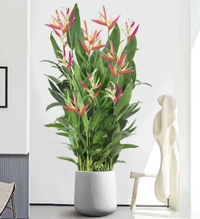 大颗富贵鸟盆栽大叶老桩绿植客厅四季花卉吸甲醛带花苞